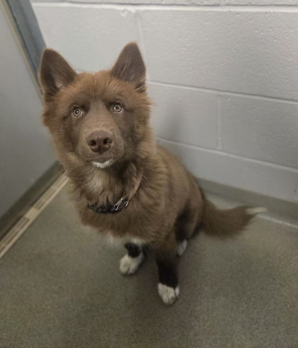 A158235 Moona is Available for Adoption!