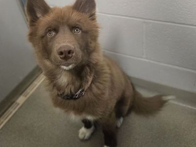 A158235 Moona is Available for Adoption!