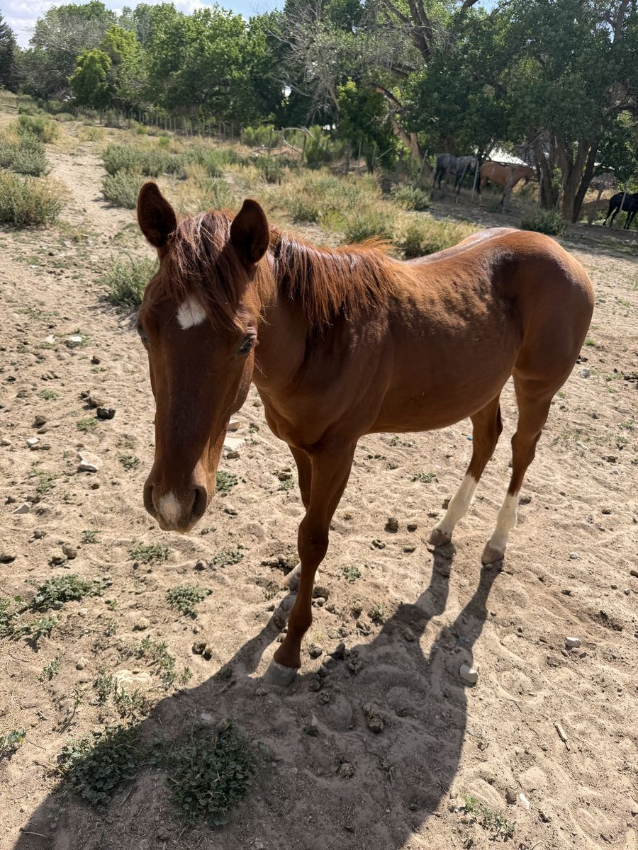 Riata eligible yearling sorrel colt