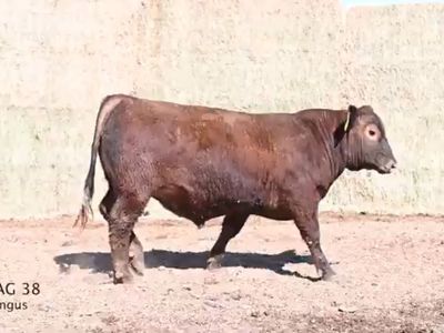 Red Angus Bulls