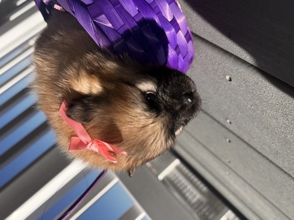 Akc-purebreed miniature size pomeranian puppys