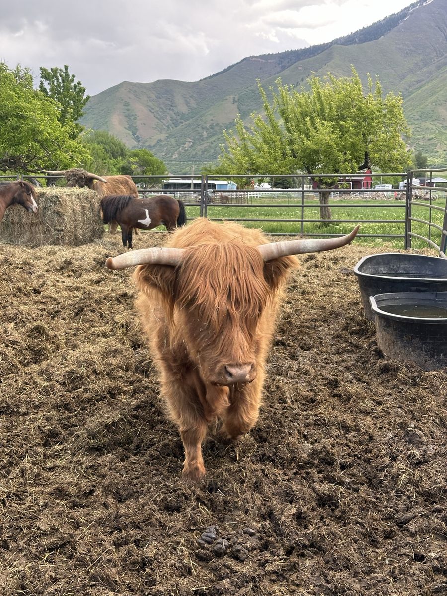 Friendliest Highland Cow 5 Year Old