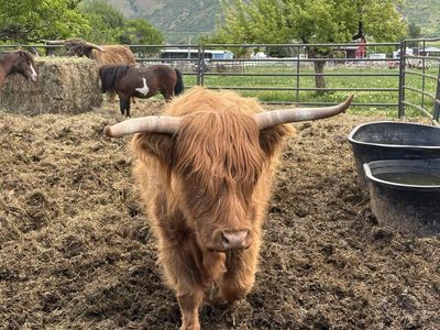 Friendliest Highland Cow 5 Year Old