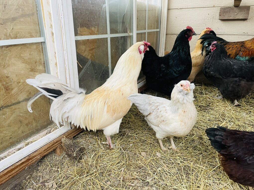 Breeding Pair of blue/green Bantams