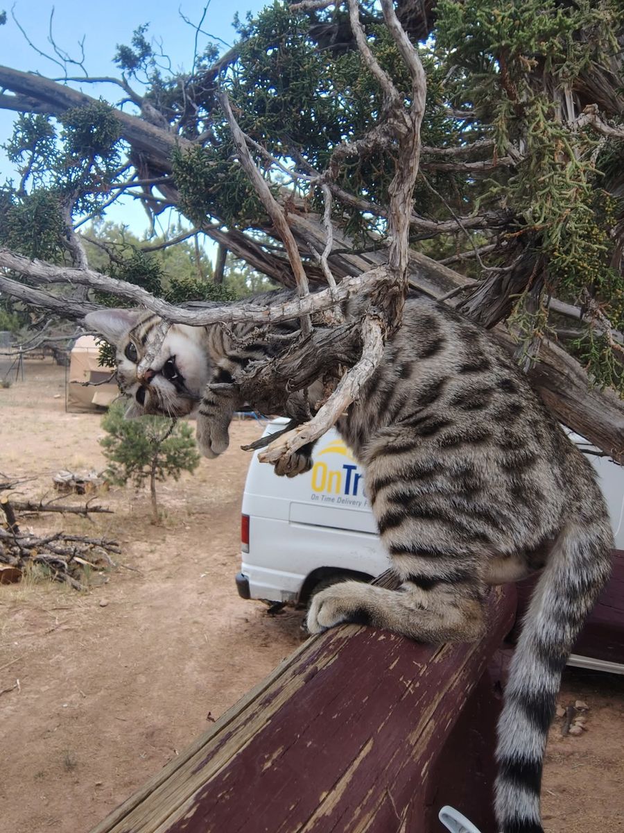 Lost Bengal