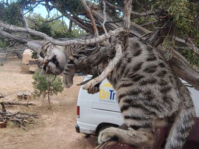 Lost Bengal
