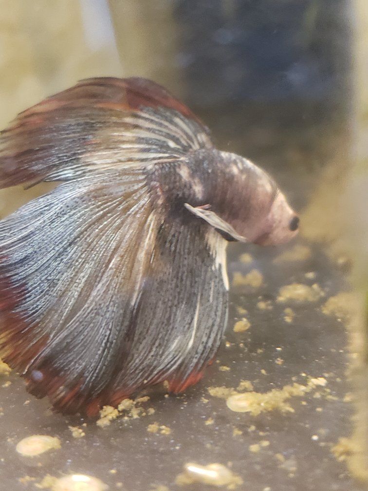 import halfmoon Betta.