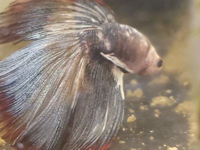 import halfmoon Betta.