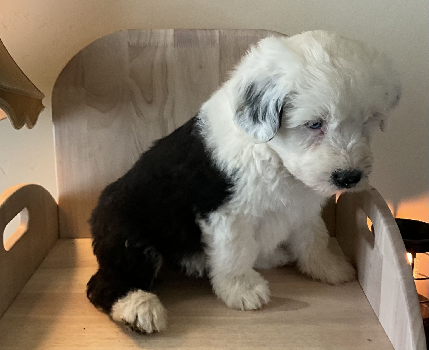 Old English Sheepdog, OES, Sheepadoodle,