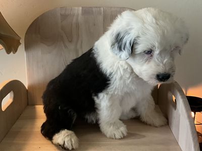 Old English Sheepdog, OES, Sheepadoodle,