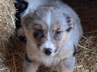 Purebred Standard Australian Shepherd Puppies