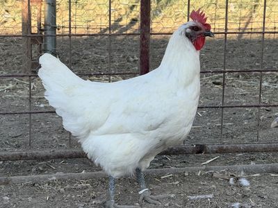 American Bresse Hens