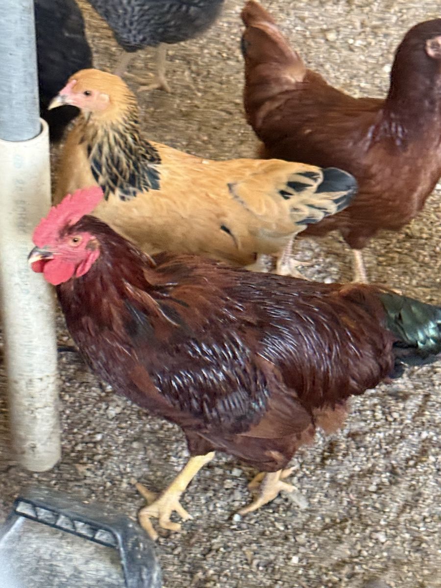 Rooster free 