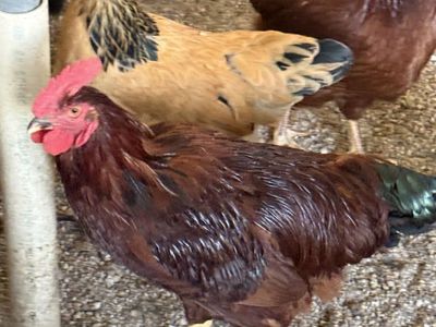 Rooster free