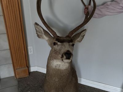 White tail Deer head!
