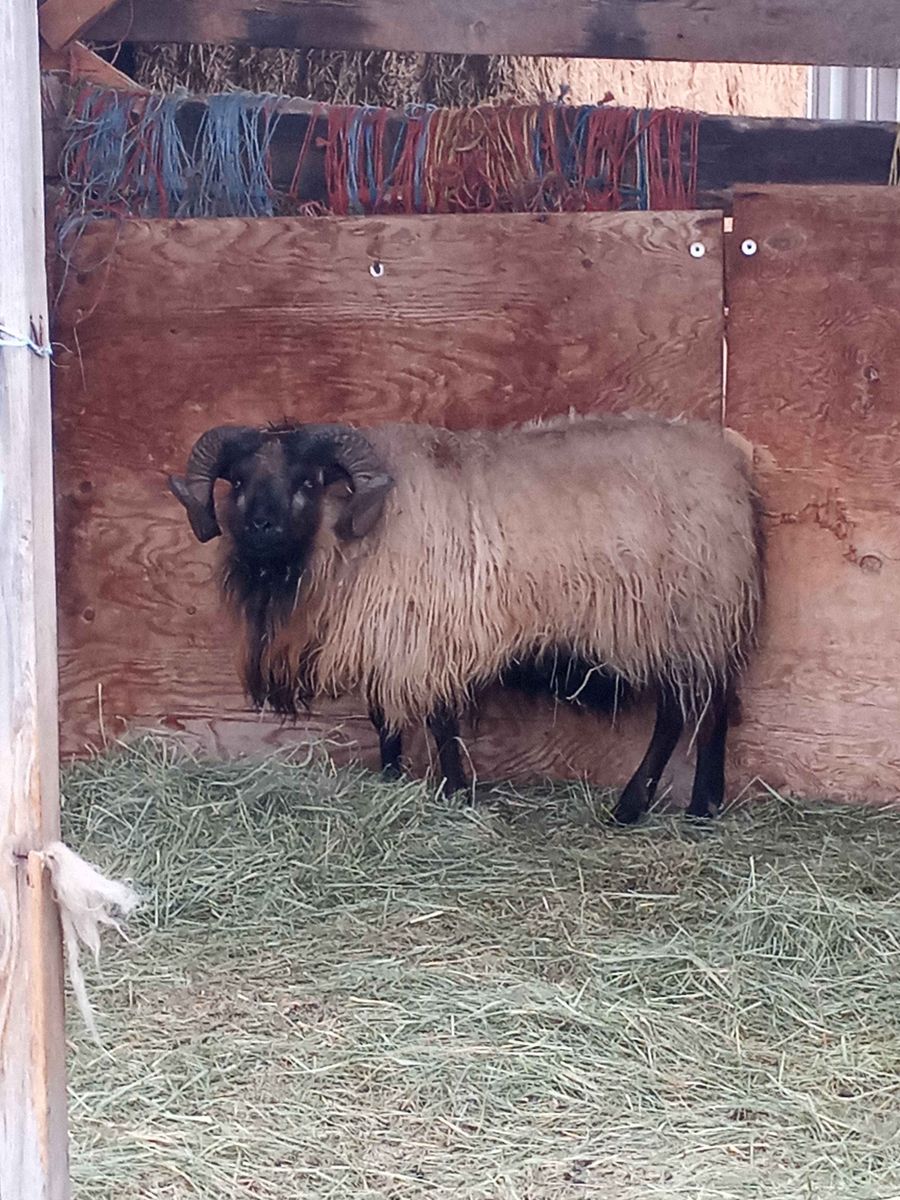 Icelandic Ram
