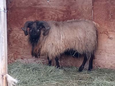 Icelandic Ram