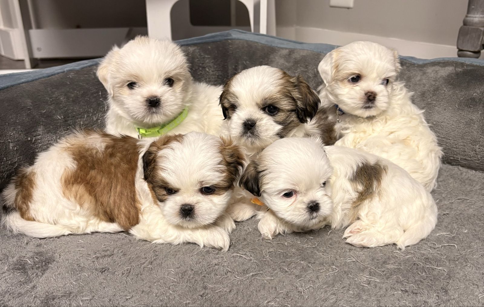Shih Tzu puppies