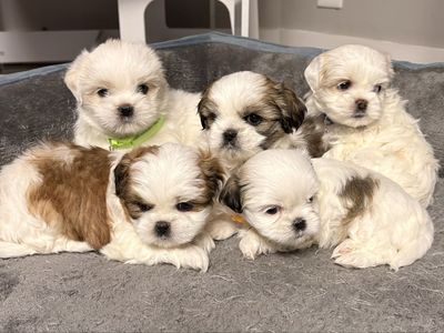 Shih Tzu puppies