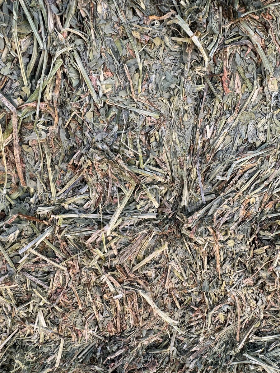 Alfalfa