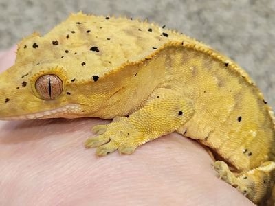 Adorable Female Flame-Dalmatian Crested Gecko