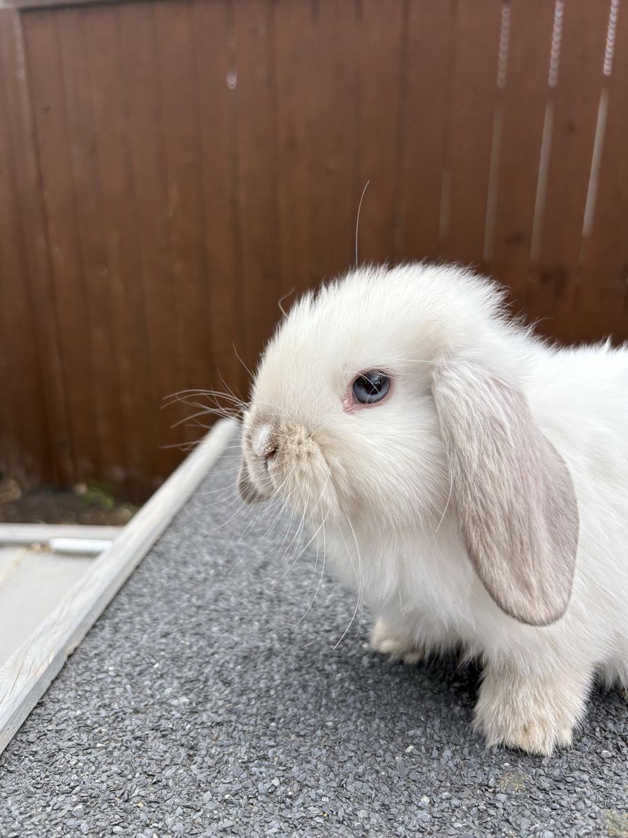 Holland loop, bunny