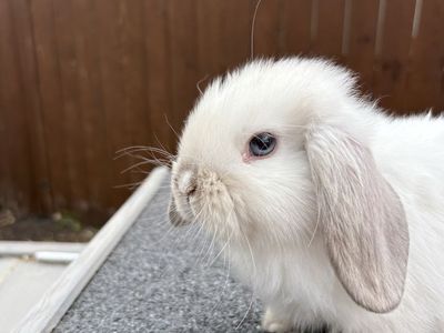 Holland loop, bunny