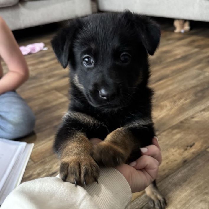 German Shepherd/Belgian Malinois Puppies