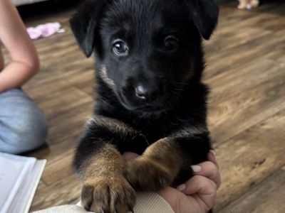 German Shepherd/Belgian Malinois Puppies