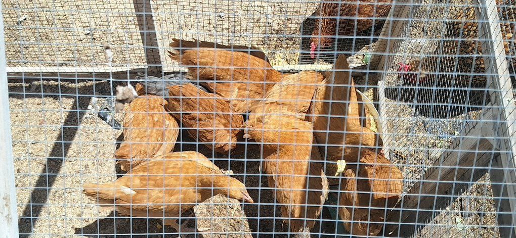 Coop Ready Pullets