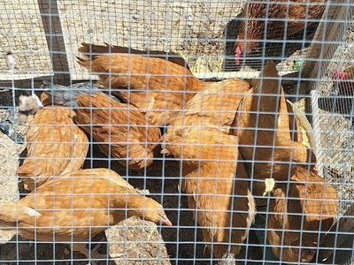 Coop Ready Pullets