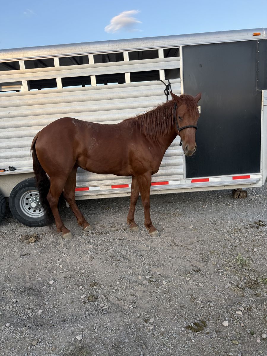 Barrel Horse
