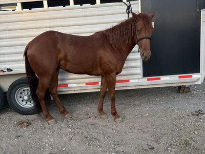 Barrel Horse