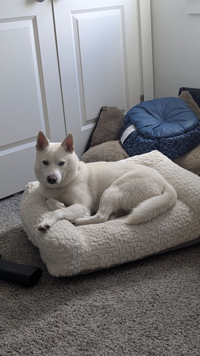 Alaskan Klee Kai/Mini Husky Stud - All White, Blue Eyes