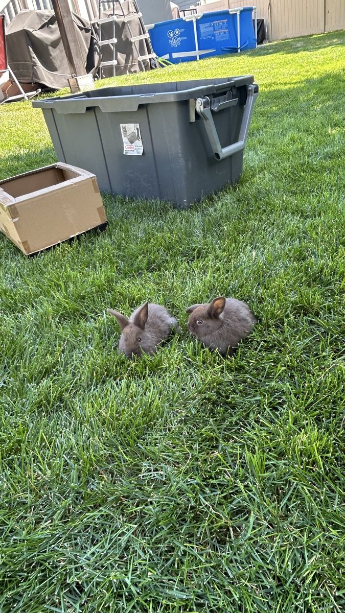 Adorable brown baby bunnies