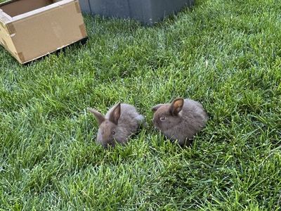 Adorable brown baby bunnies