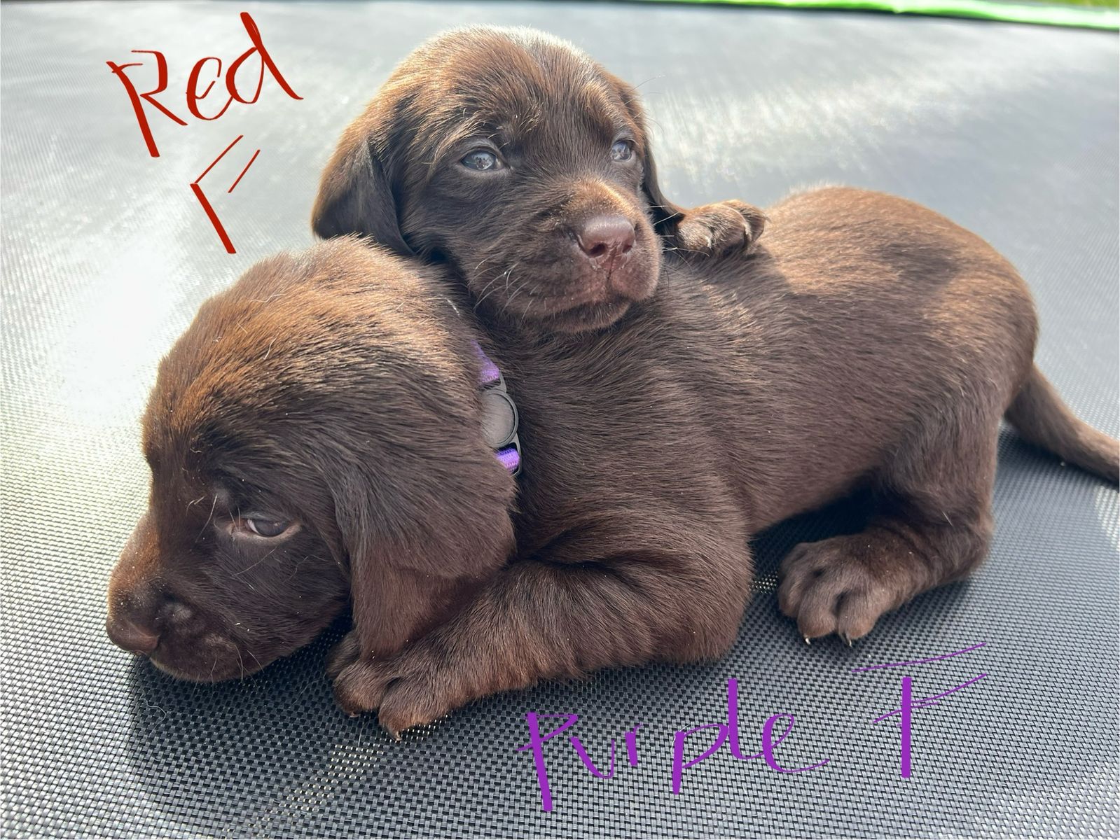 AKC Lab Puppies - Proven Hunting & Family Lines