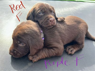AKC Lab Puppies - Proven Hunting & Family Lines