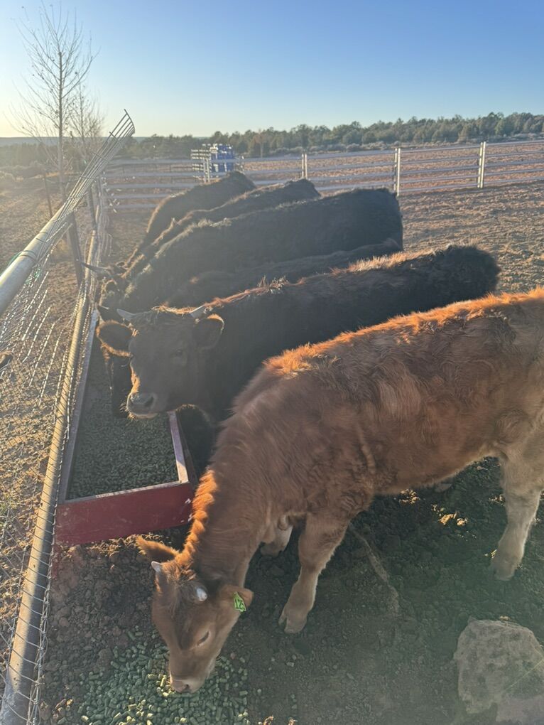 Wagyu Heifers
