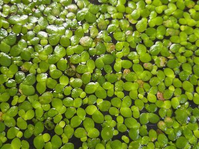 Lemna turionifera (duckweed)
