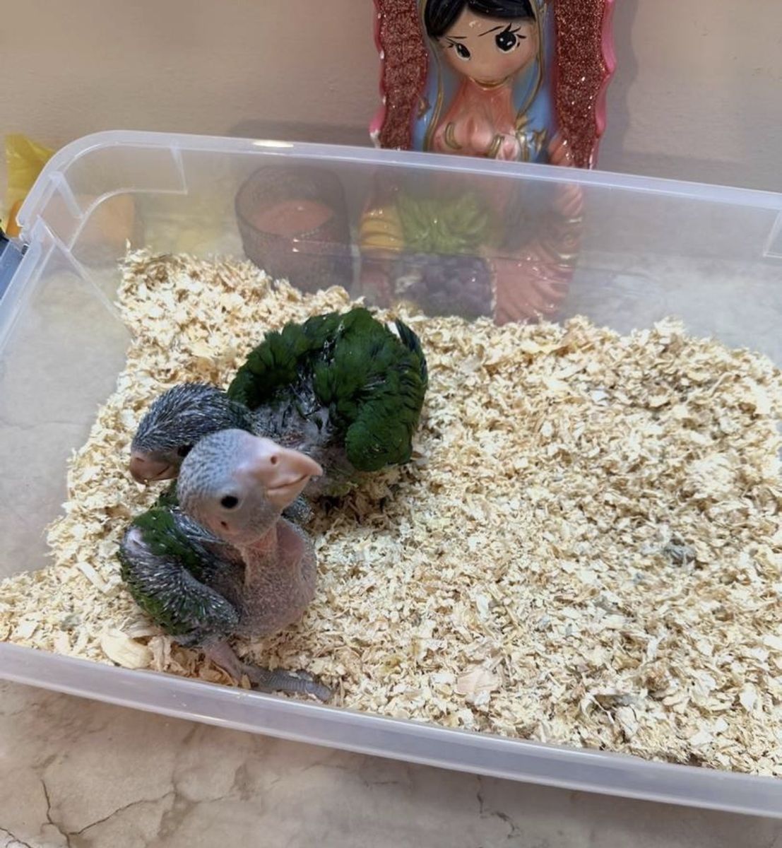 Baby red head amazons