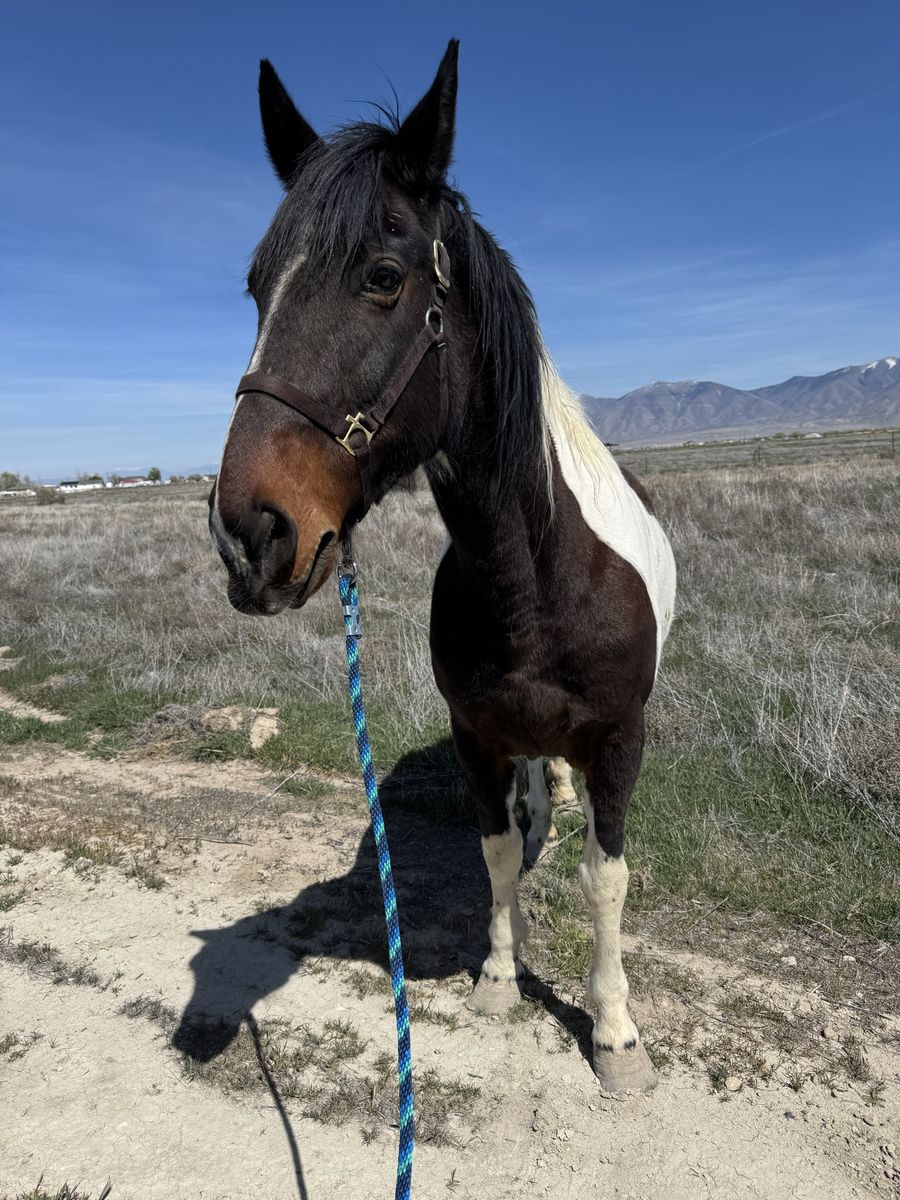 Sweet Rocky Mountain Foxtrotter Mare