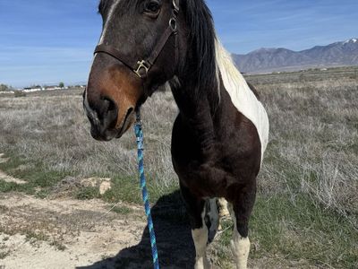 Sweet Rocky Mountain Foxtrotter Mare