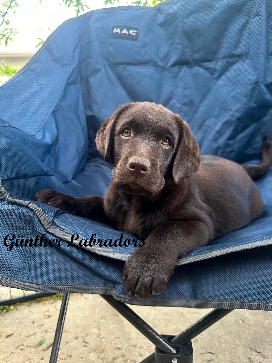 AKC English Chocolate Labrador/Lab Puppy