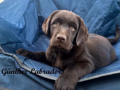 AKC English Chocolate Labrador/Lab Puppy
