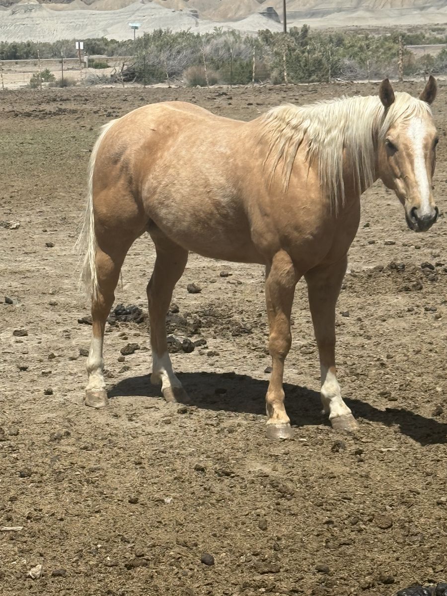 4 year old barrel horse prospect