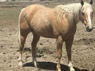 4 year old barrel horse prospect