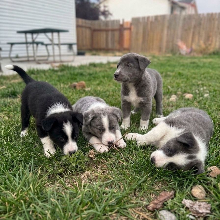 German shepherd/ collie mix puppies 