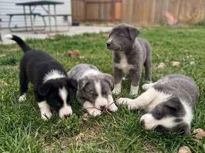 German shepherd/ collie mix puppies
