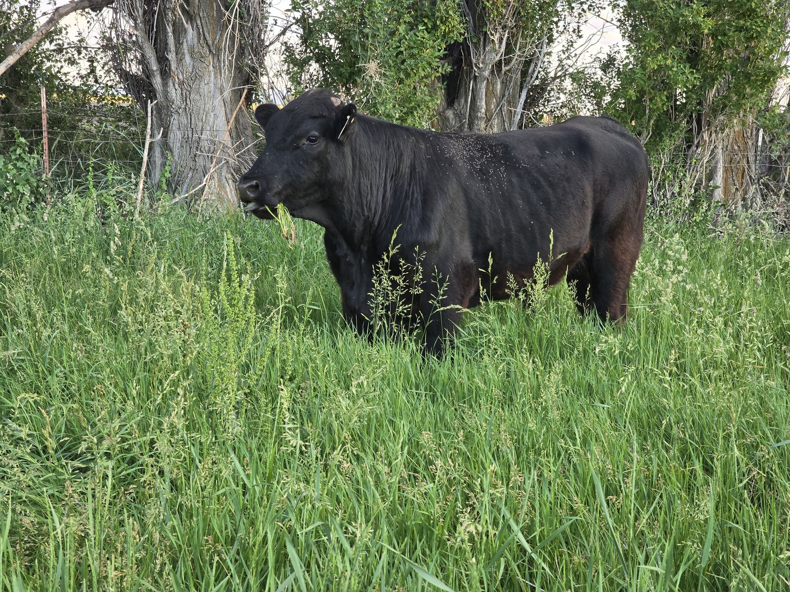 Black cross steer